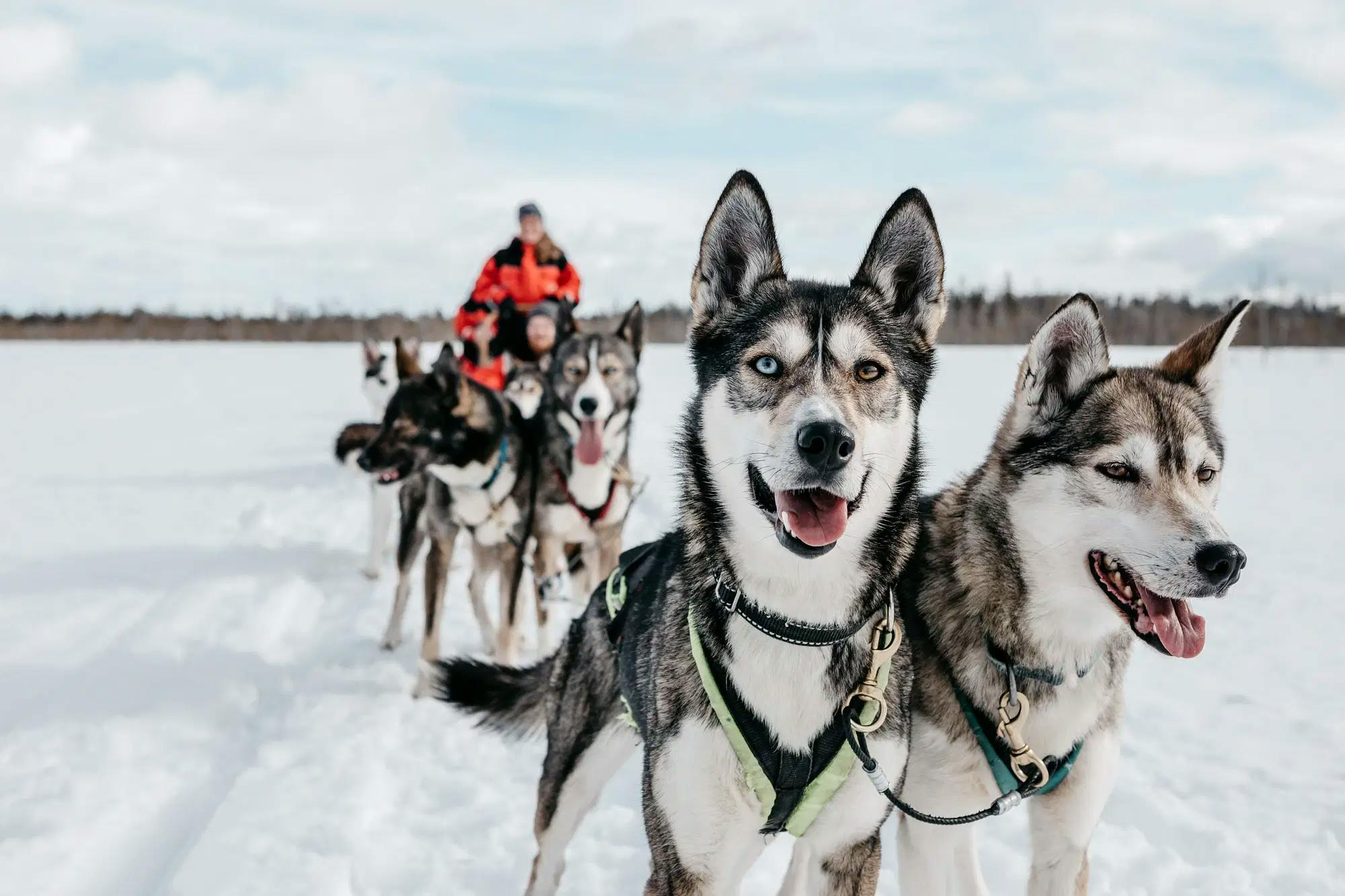 Koe Luoston tunturi huskyvaljakon kyydissä!