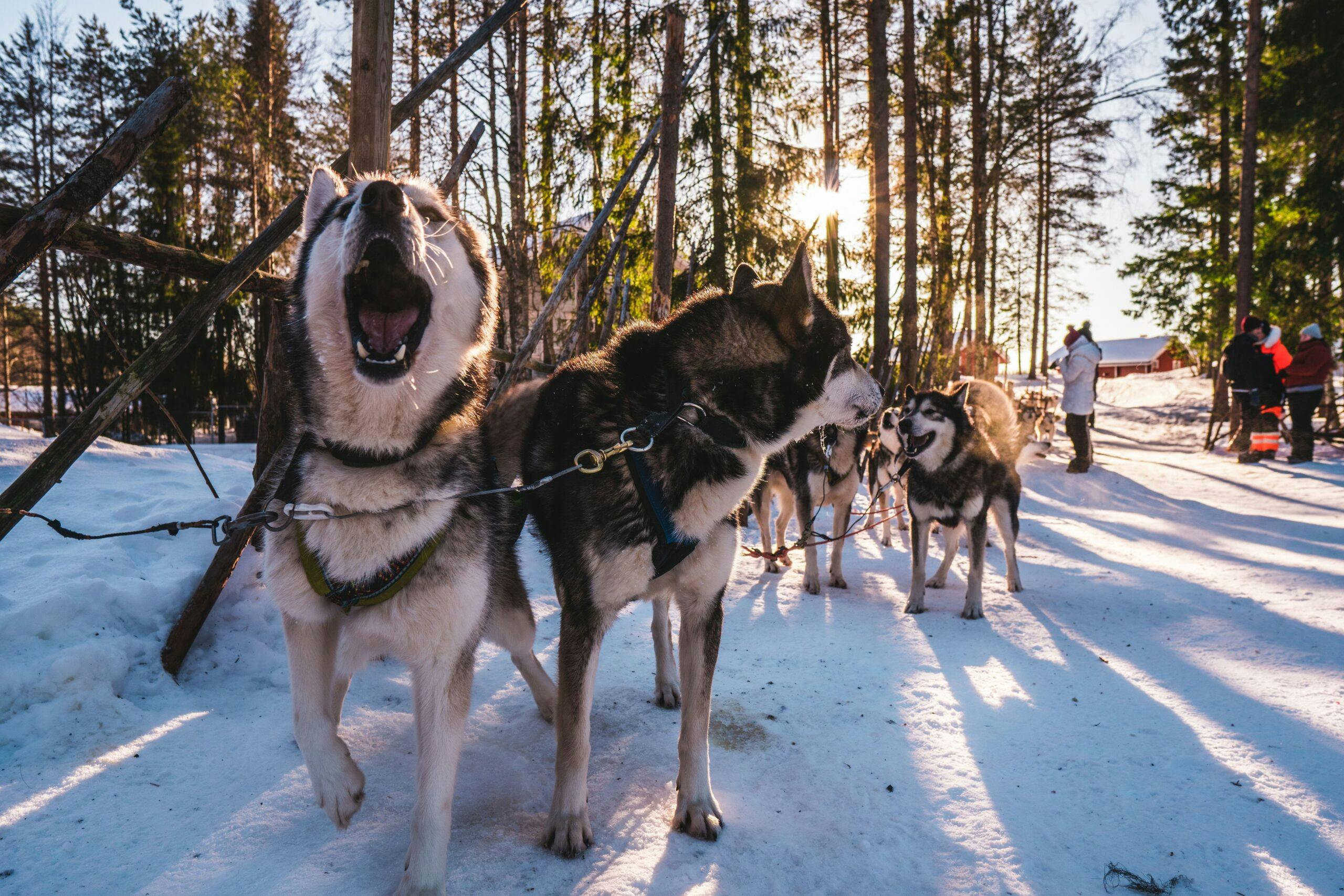Erämäässä useampi päivä huskyjen kanssa seikkaillen.