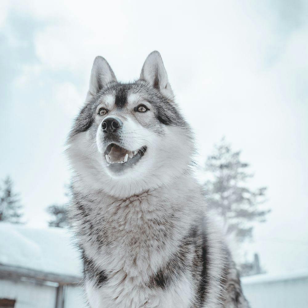 Husky park vierailu Rovaniemellä.