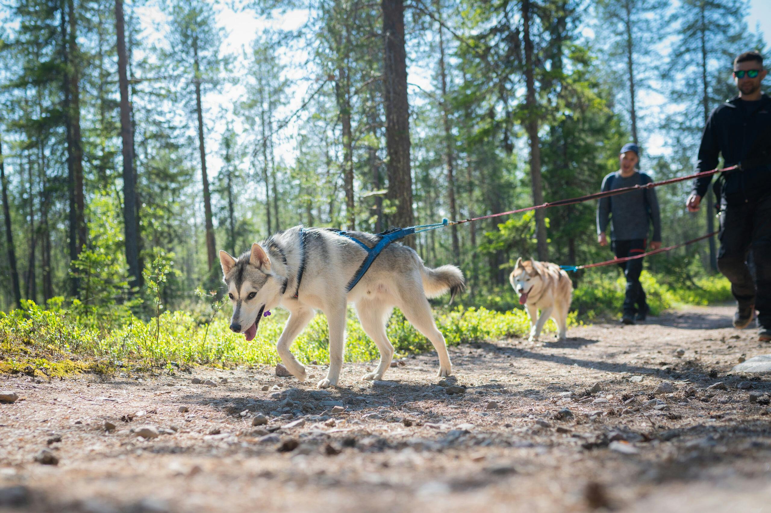 Huskyjen kanssa patikointia Rovaniemen luonnossa.