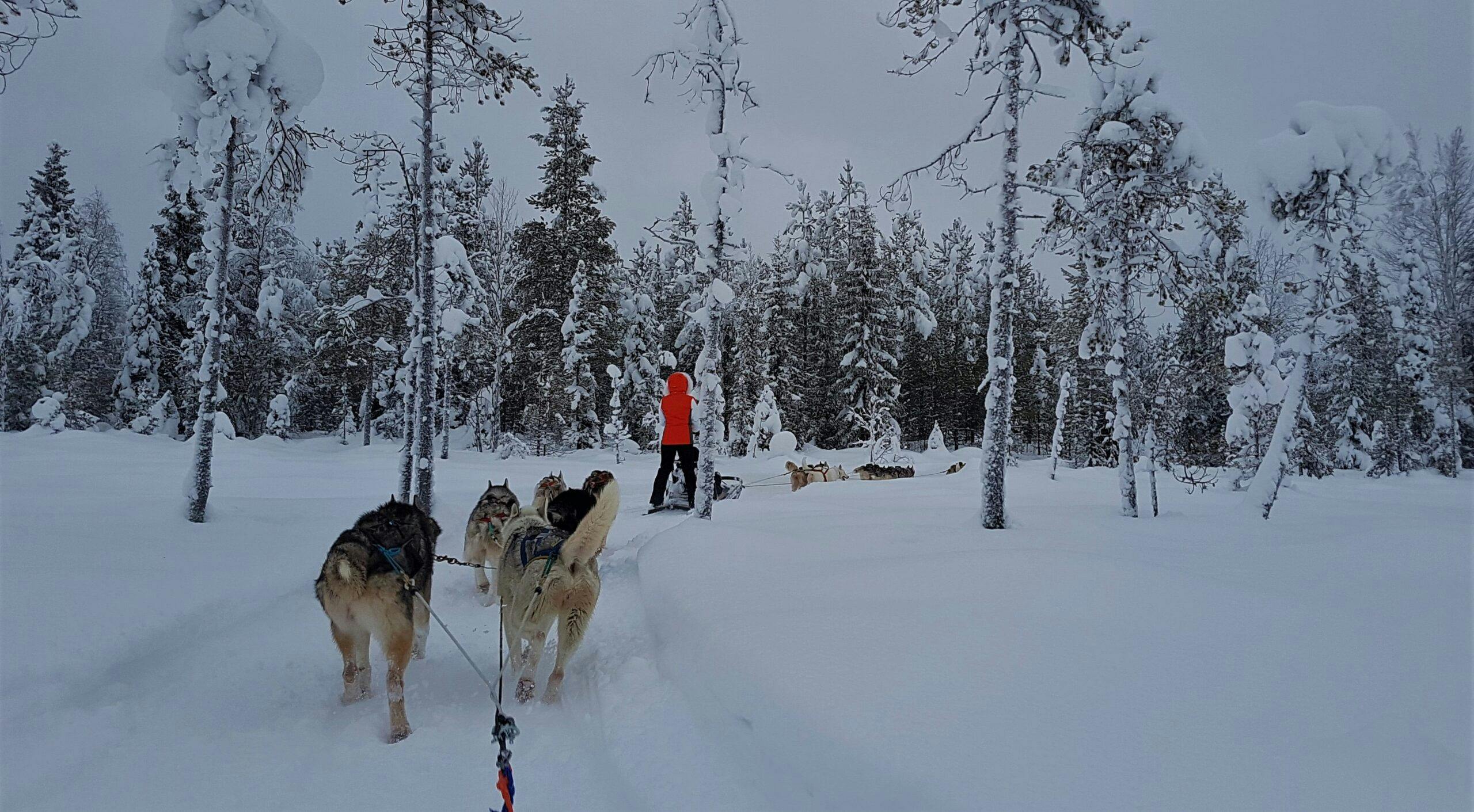 Vieraile huskysafarilla Pyhällä ja koe valjakkoajelu.