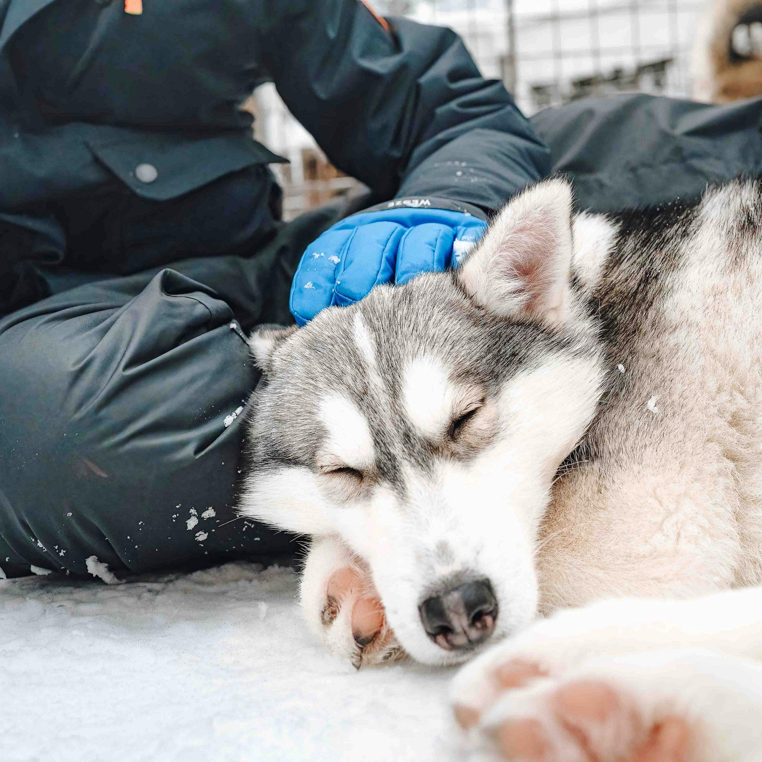 Husky tapaamisessa päästään paijaamaan rekikoiria.