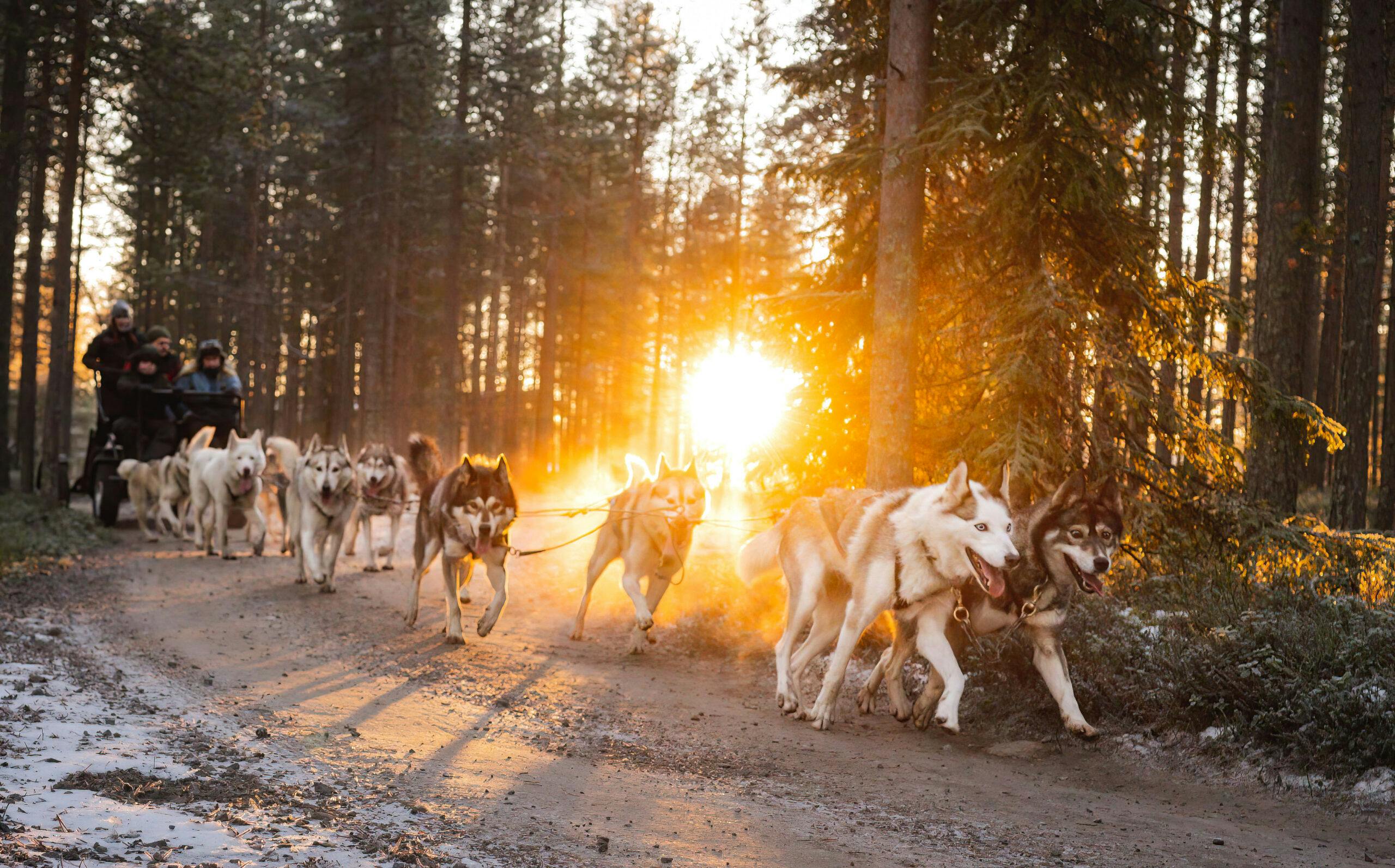 Huskyajelua syksyllä Rovaniemen metsissä.