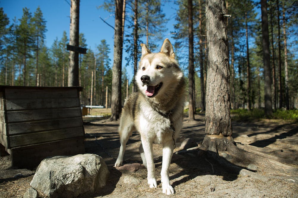 Husky koira kennelillä Levillä.