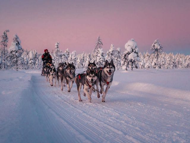 Huskyparkin rekiajelulla vaaleanpunainen taivas.