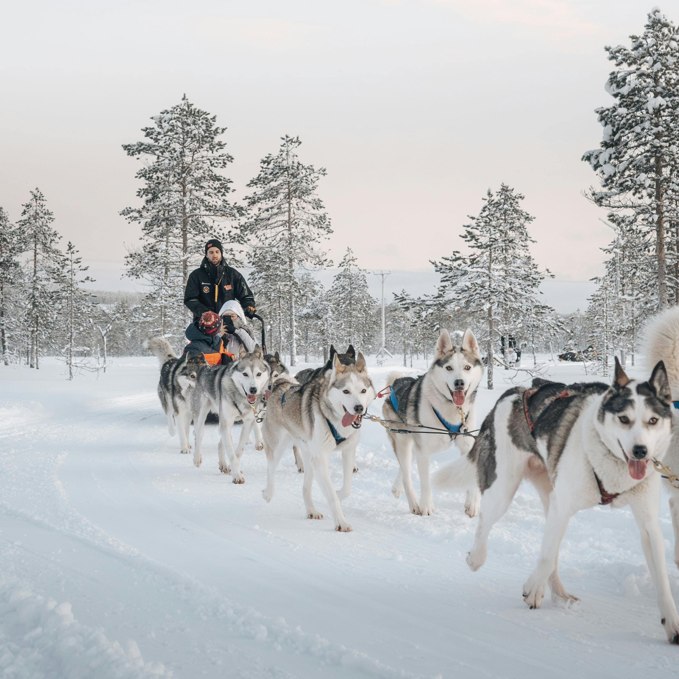 Huskyajelulle lumisessa Rovaniemen maisemassa.