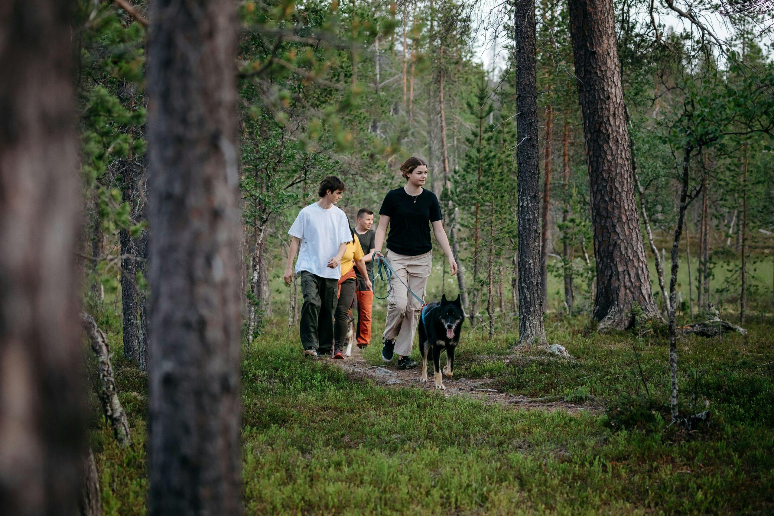 Huskyretkellä Saariselällä rekikoirien kanssa metsässä.
