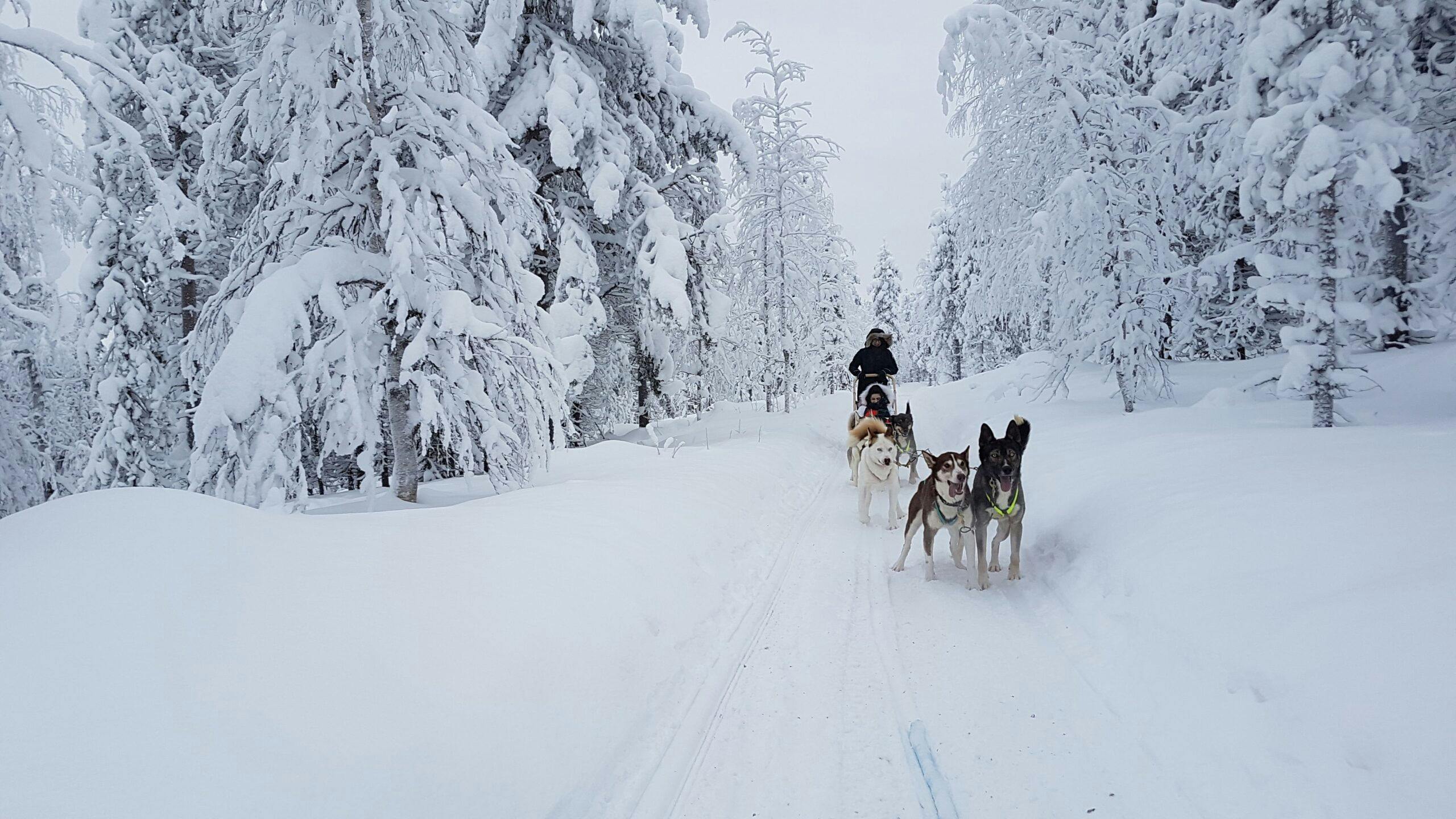 Huskysafarilla mennään 8-10km matka valjakolla.