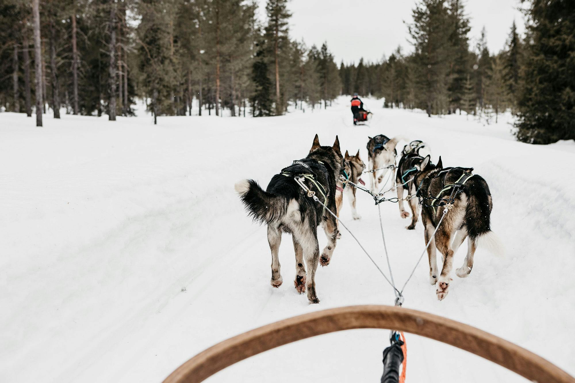 Huskyseikkailulla Luostolla koiravaljakolla ajelua.