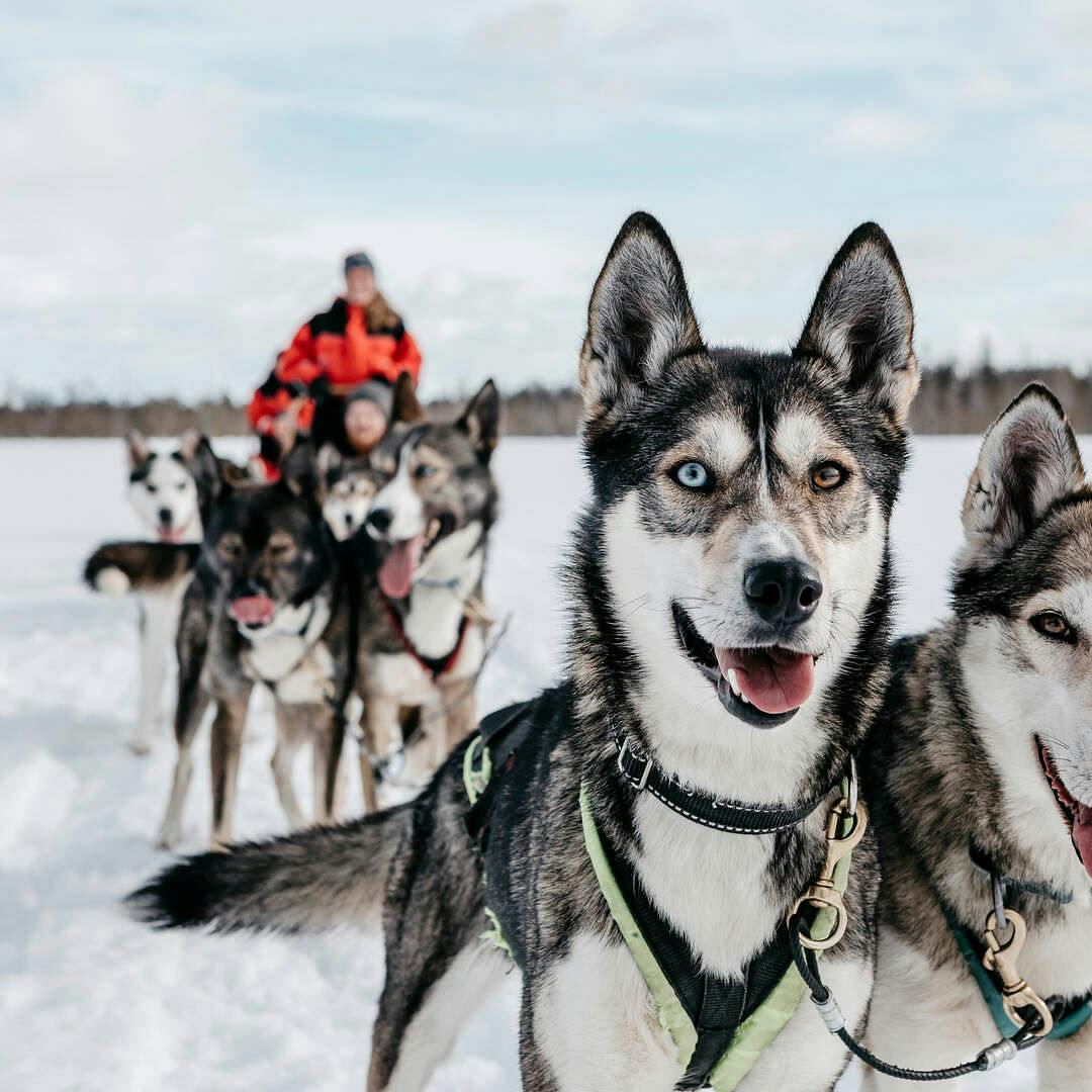 Koirat valmiina rekiajeluun Ylläksellä.