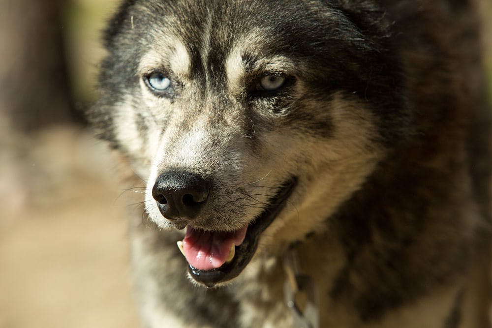 Huskien kanssa vietetään iltapäivä Rovaniemellä.