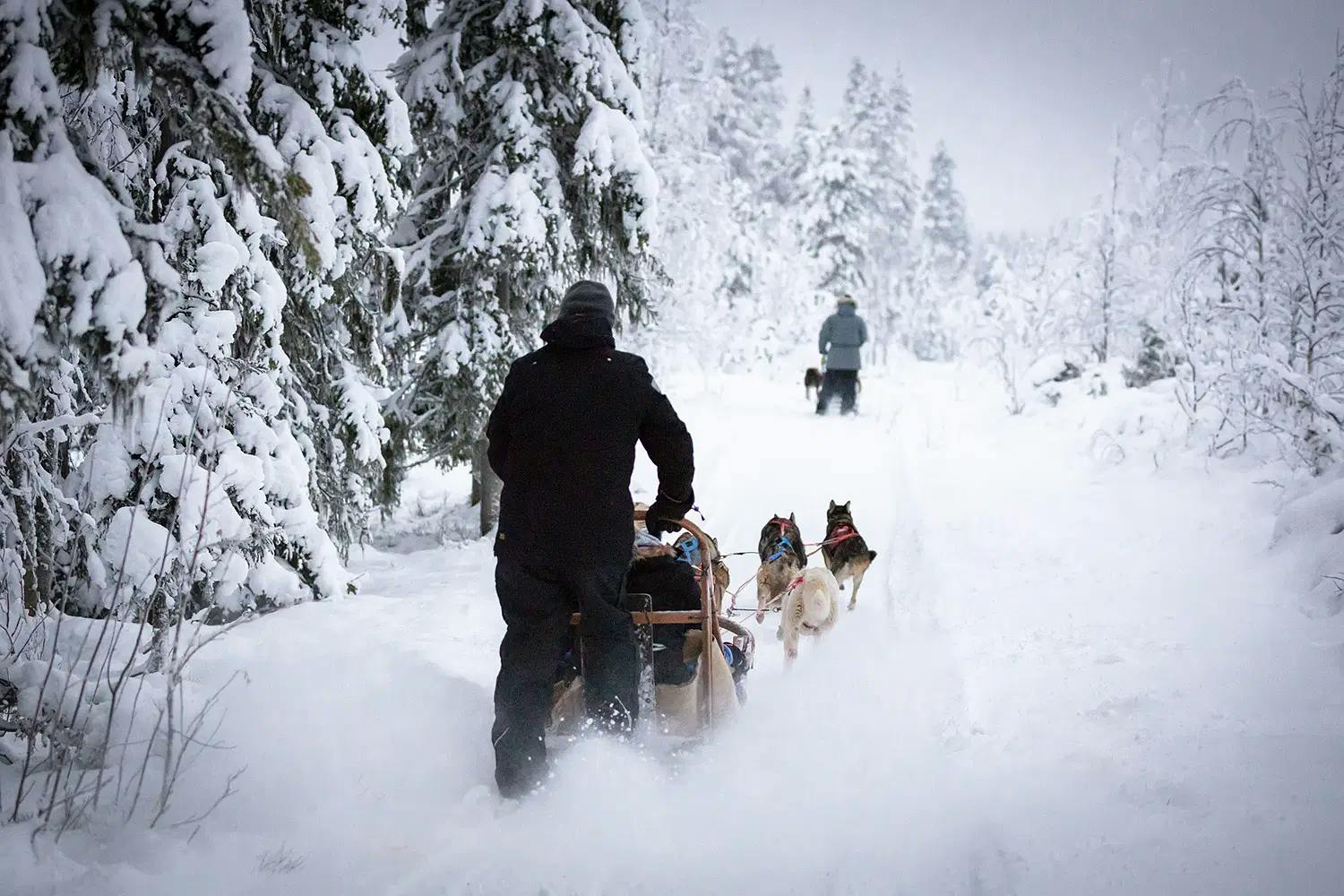 Ota ohjat omiin käsiin – aja itse huskyvaljakkoa halki talvisen tunturiluonnon!
