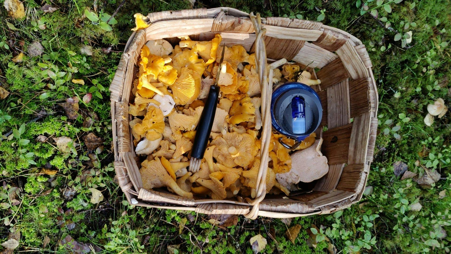 Sieniretkellä voi saaliiksi löytää korillisen kantarelleja Korppoossa.