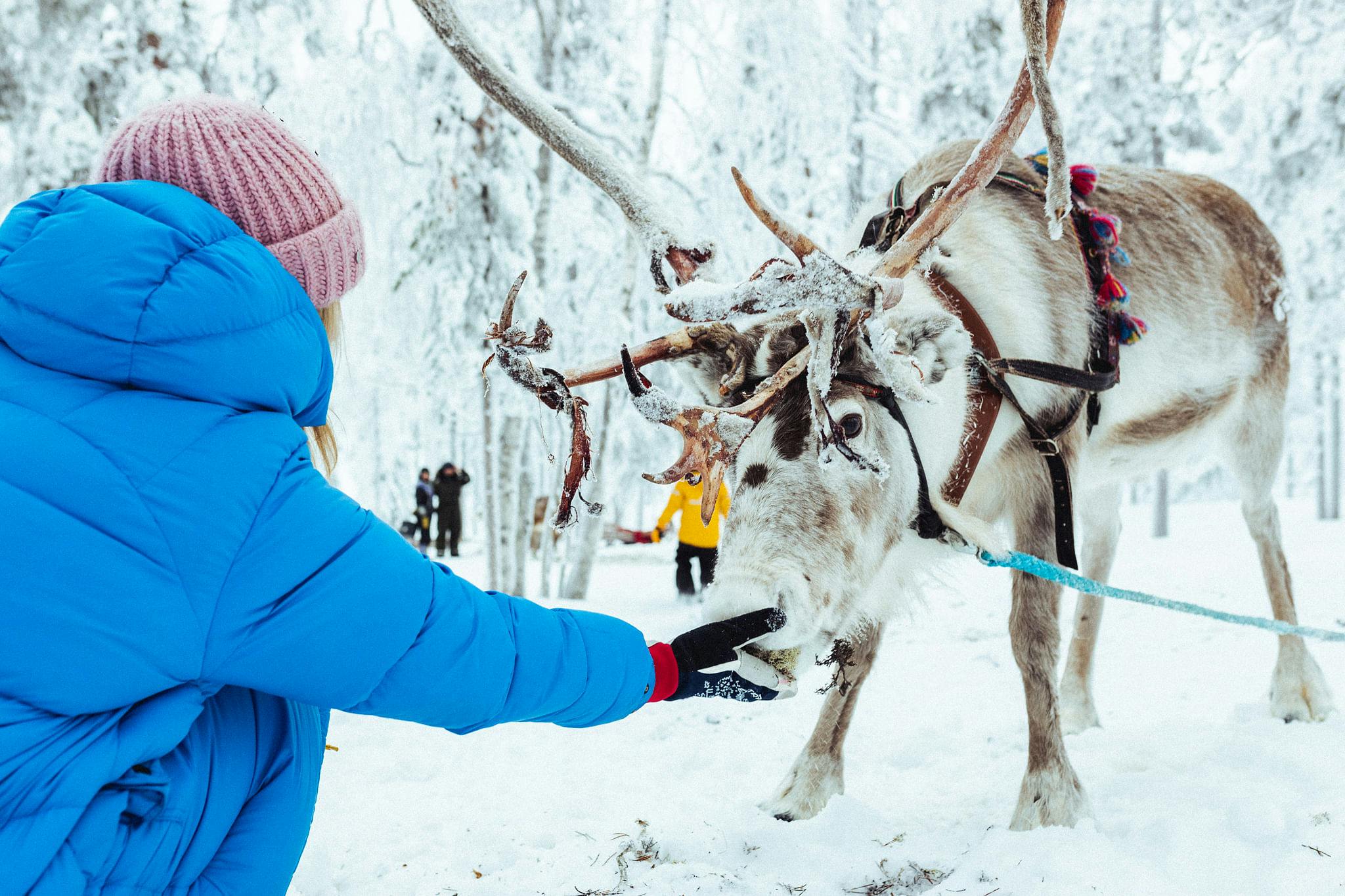 Moottorikelkalla porosafarille Levillä.