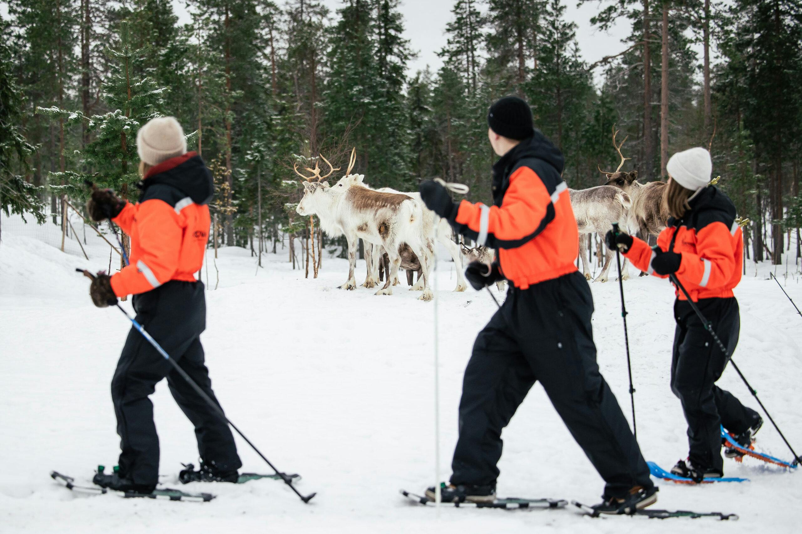Lumikenkäretki poroja tapaamaan Rovaniemellä.