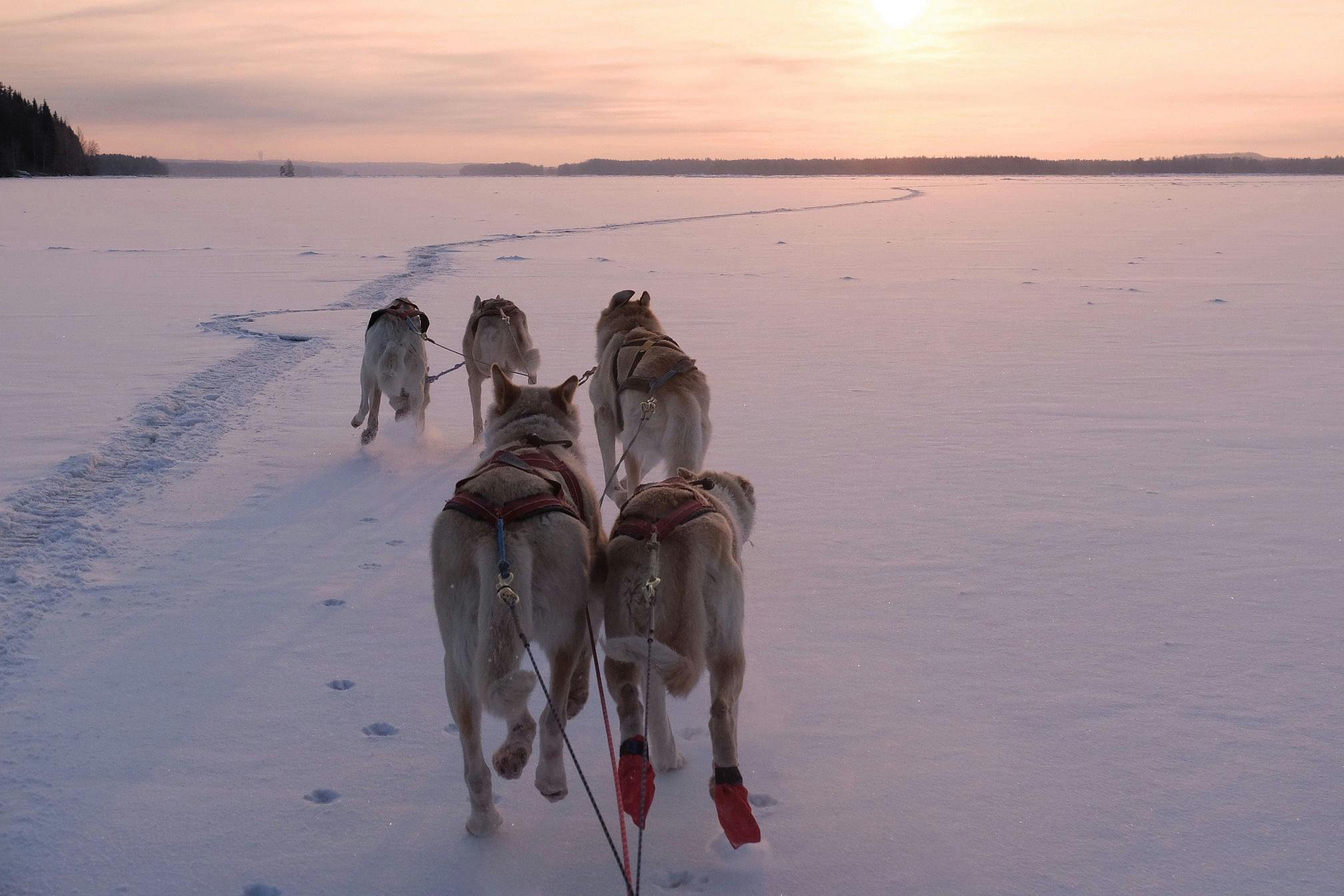 Monitoimiviikko Kuusamossa sisältää muun muassa huskykelkkailua.