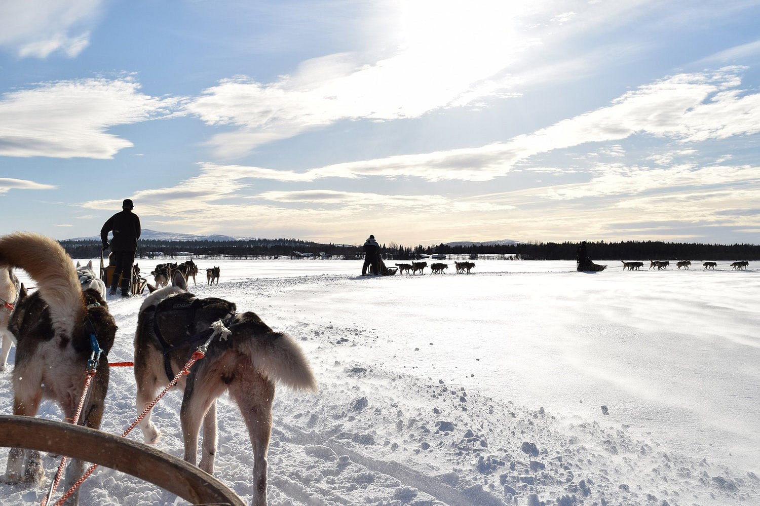 Moottorikelkoilla huskysafarille Levillä.