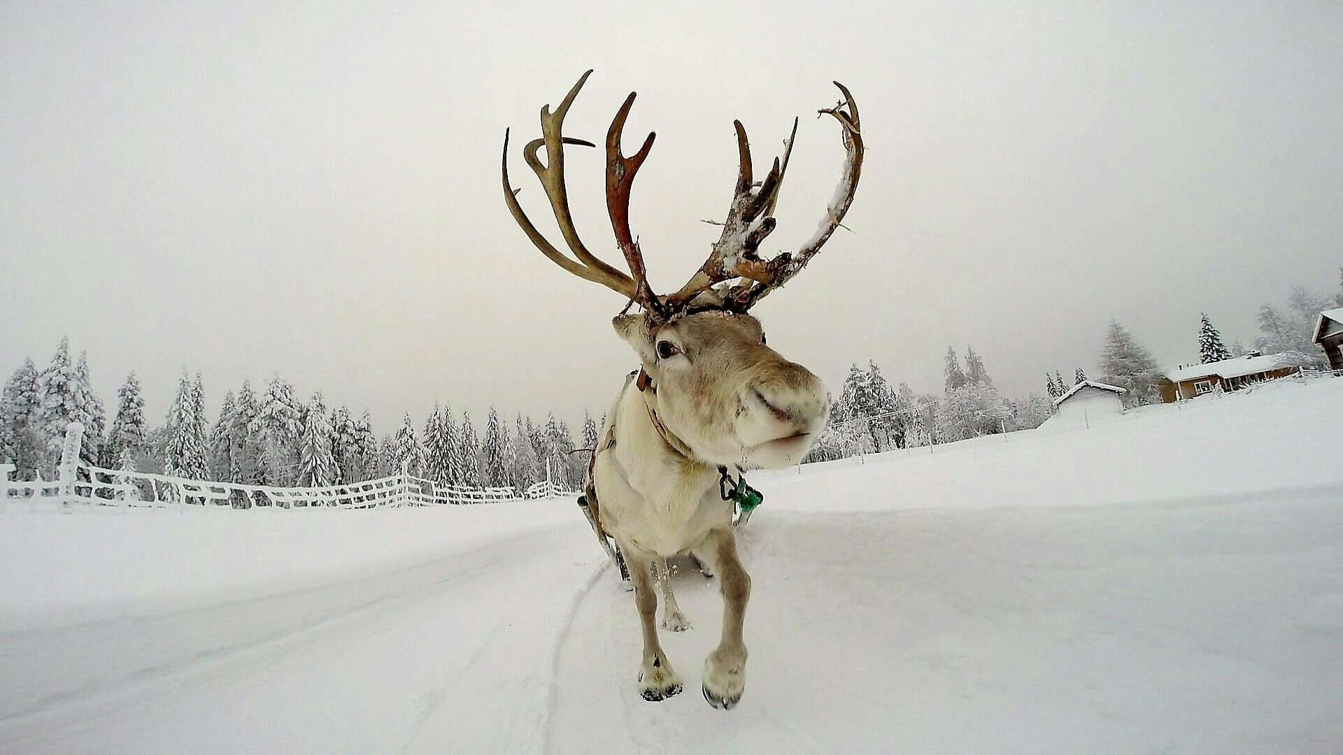 Moottorikelkkasafarilla vieraillaan porojen luona Kuusamossa.