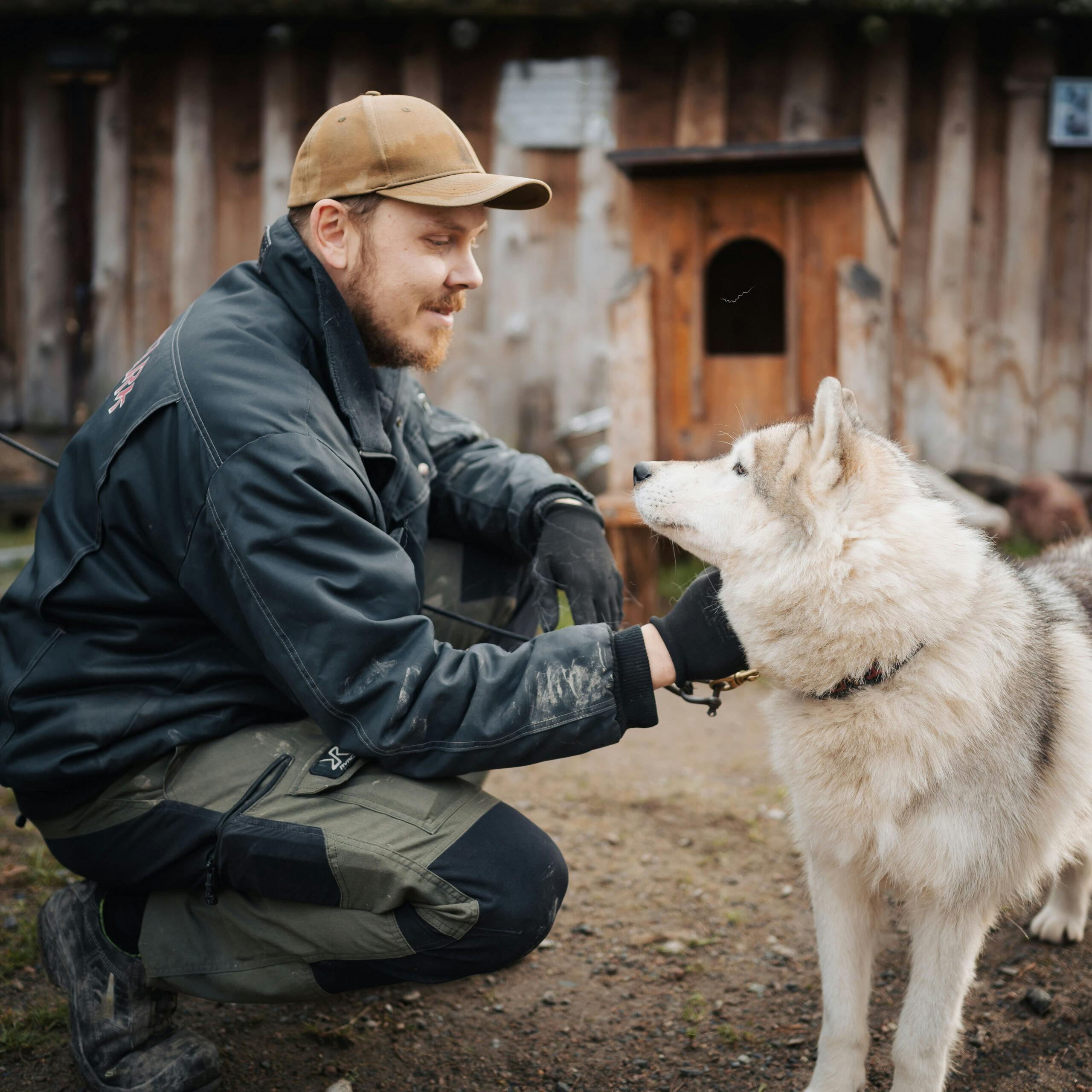 Opastettu huskyvieraily Rovaniemellä Husky Parkissa.
