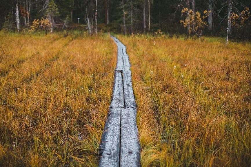 Pallas-Ylläksen patikointiretkellä polkua pitkin.