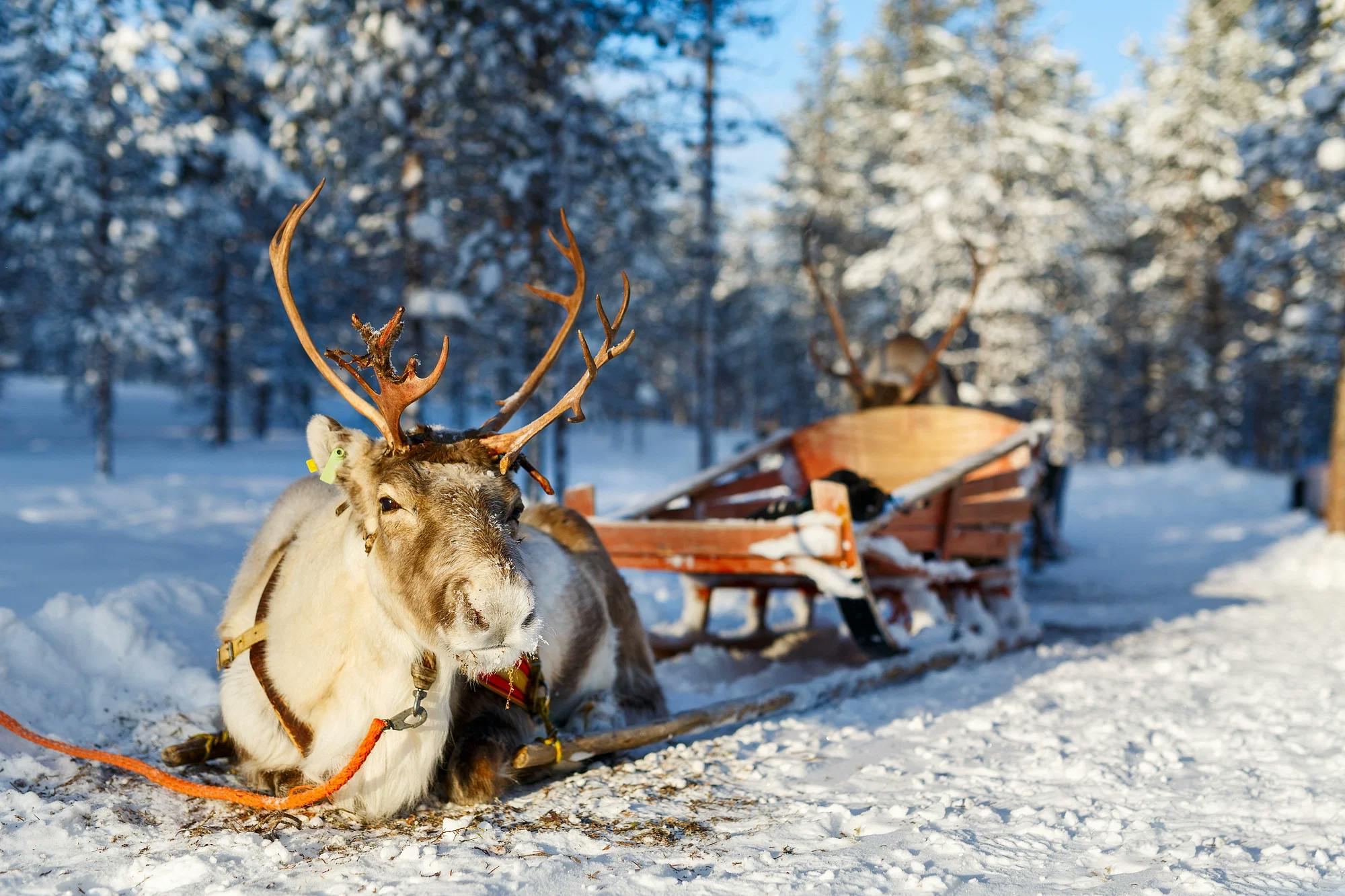 Koe poronhoitajan arki ja poroajelun taika