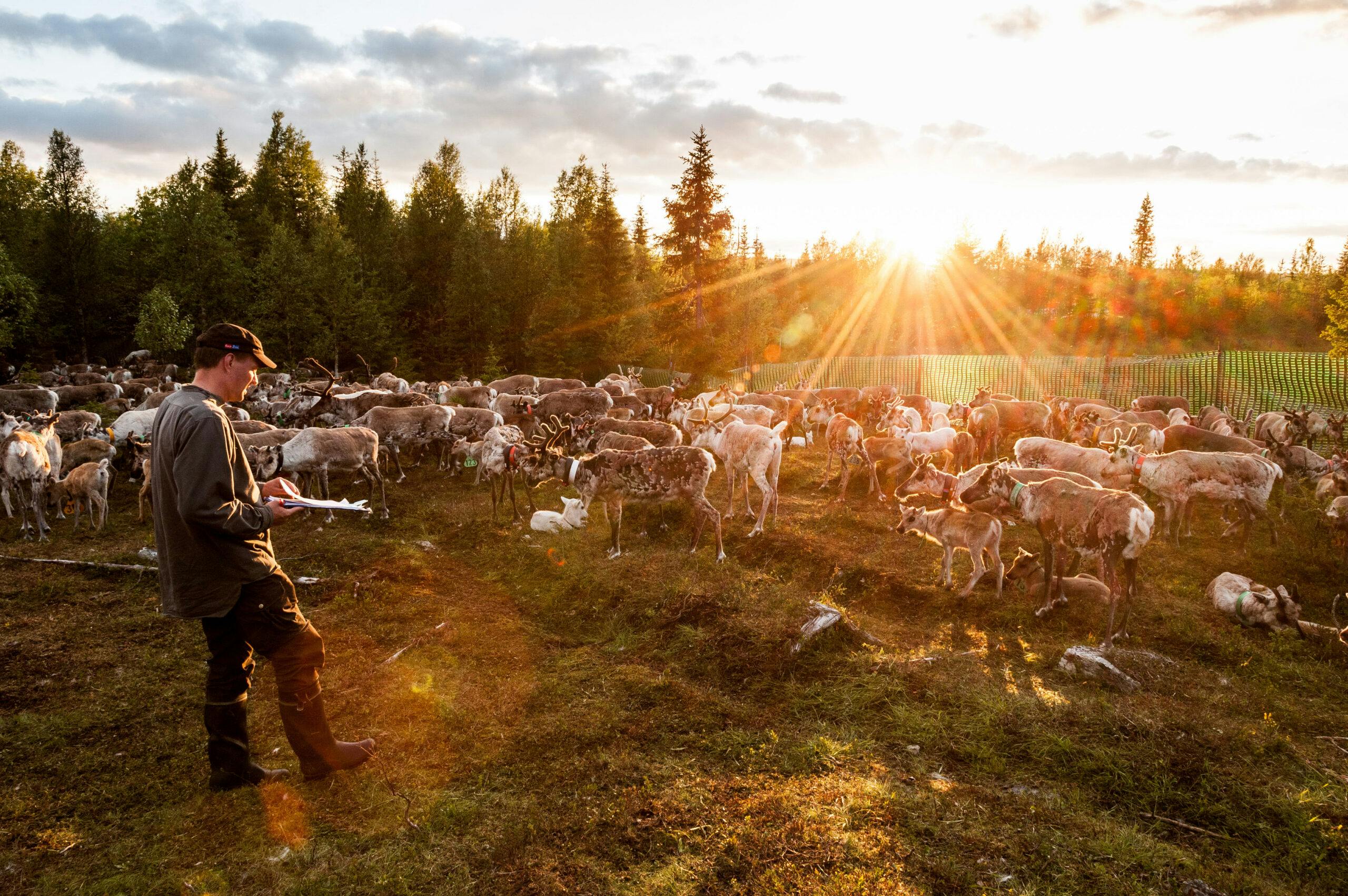Pororenkinä päivä Kuusamon aurinkoisessa säässä.