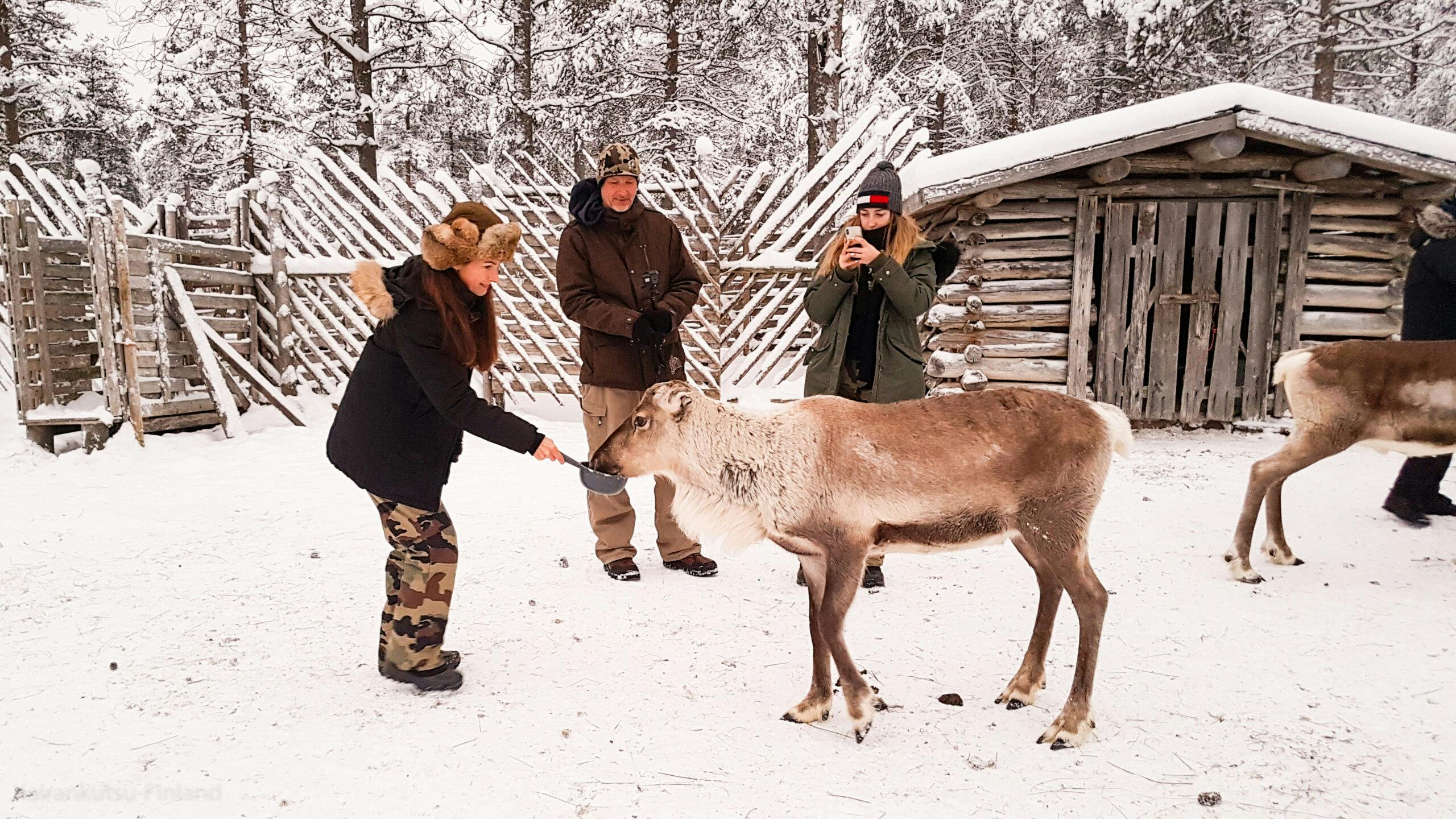 Tapaa ihastuttavat porot porosafarilla Pyhällä.