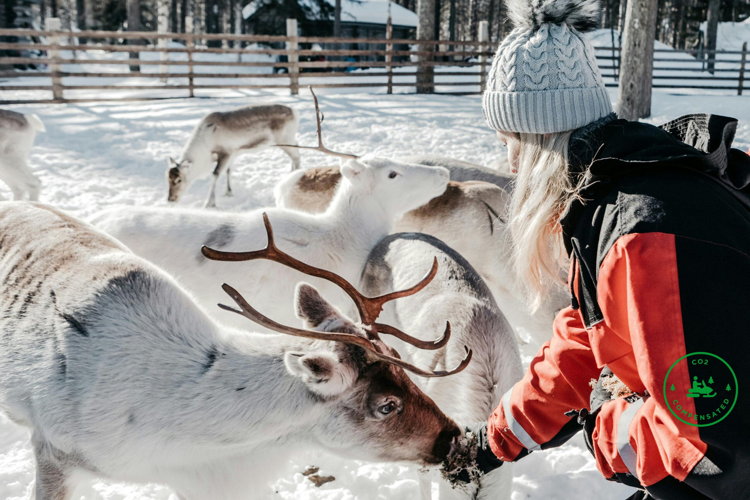 Porotilalle kelkoilla syöttämään poroja Rovaniemellä.