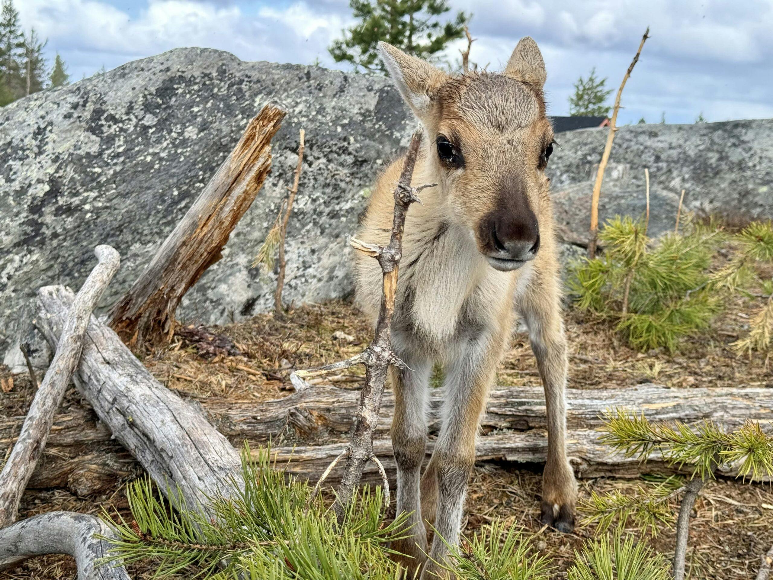 Vieraile porotilalla Rovaniemellä ja voit nähdä pienen vasan.