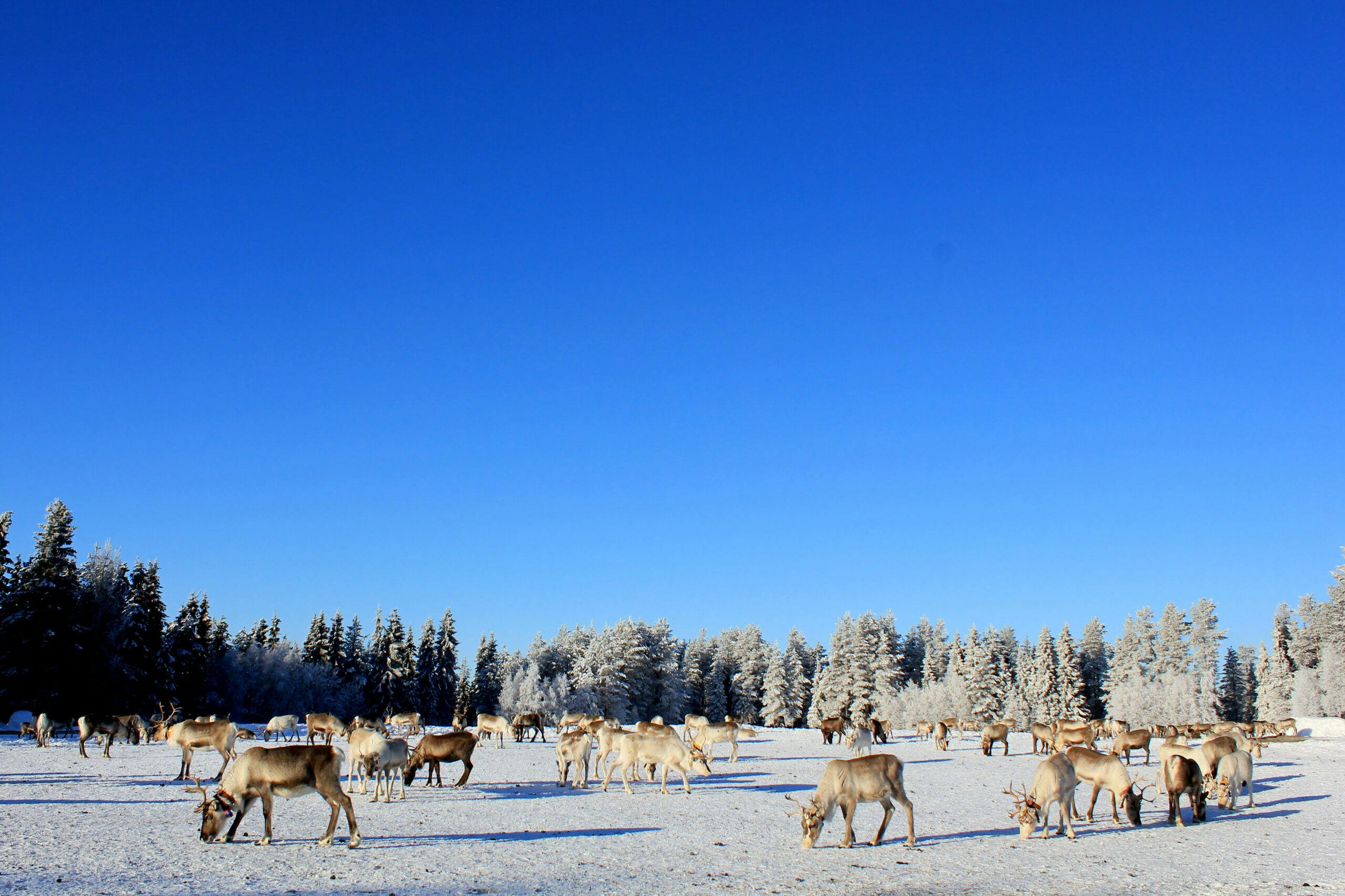Kujalan porotilavierailulla porot laitumella.