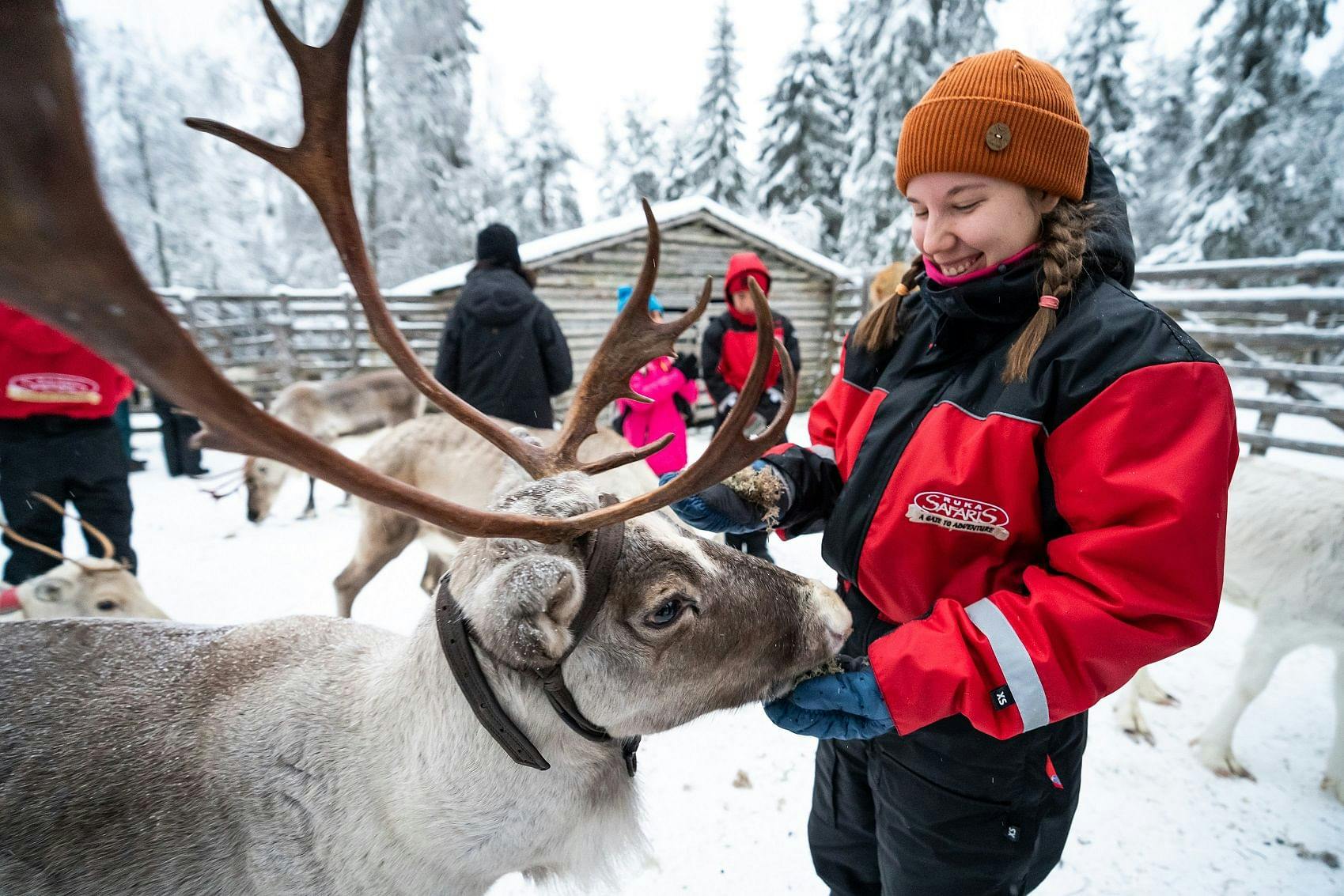 Porotilavierailu Kuusamossa, jossa pääset silittelemään poroja.