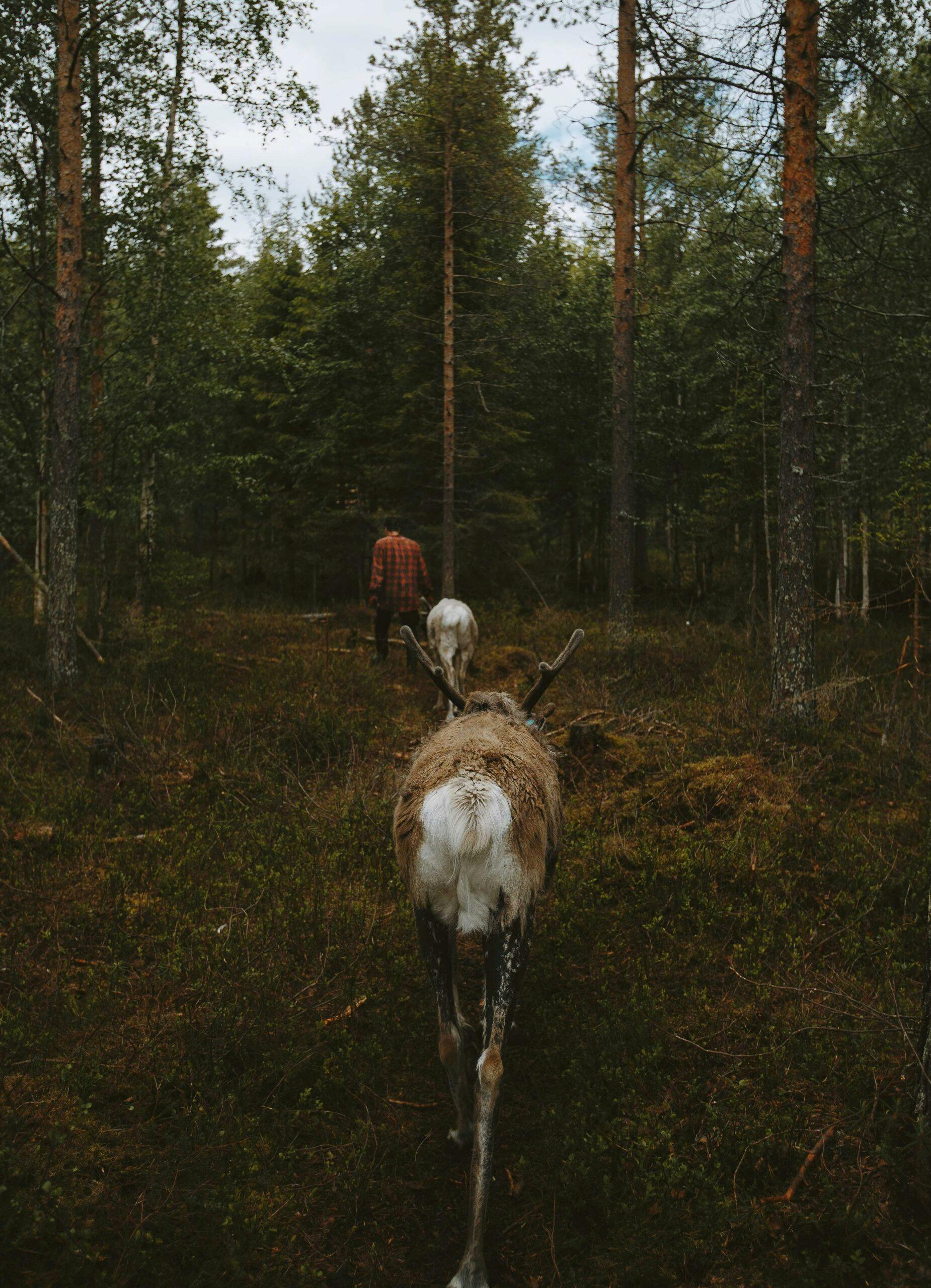 Porovaellus Kuusamon maisemissa.