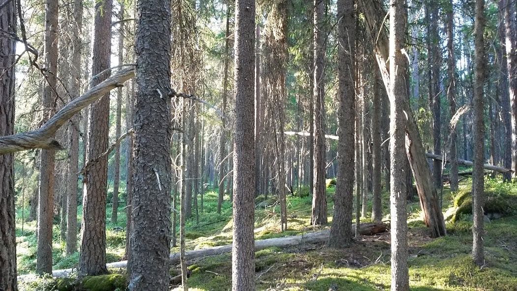 Pyhä-Häkin kansallispuiston upea luonto.