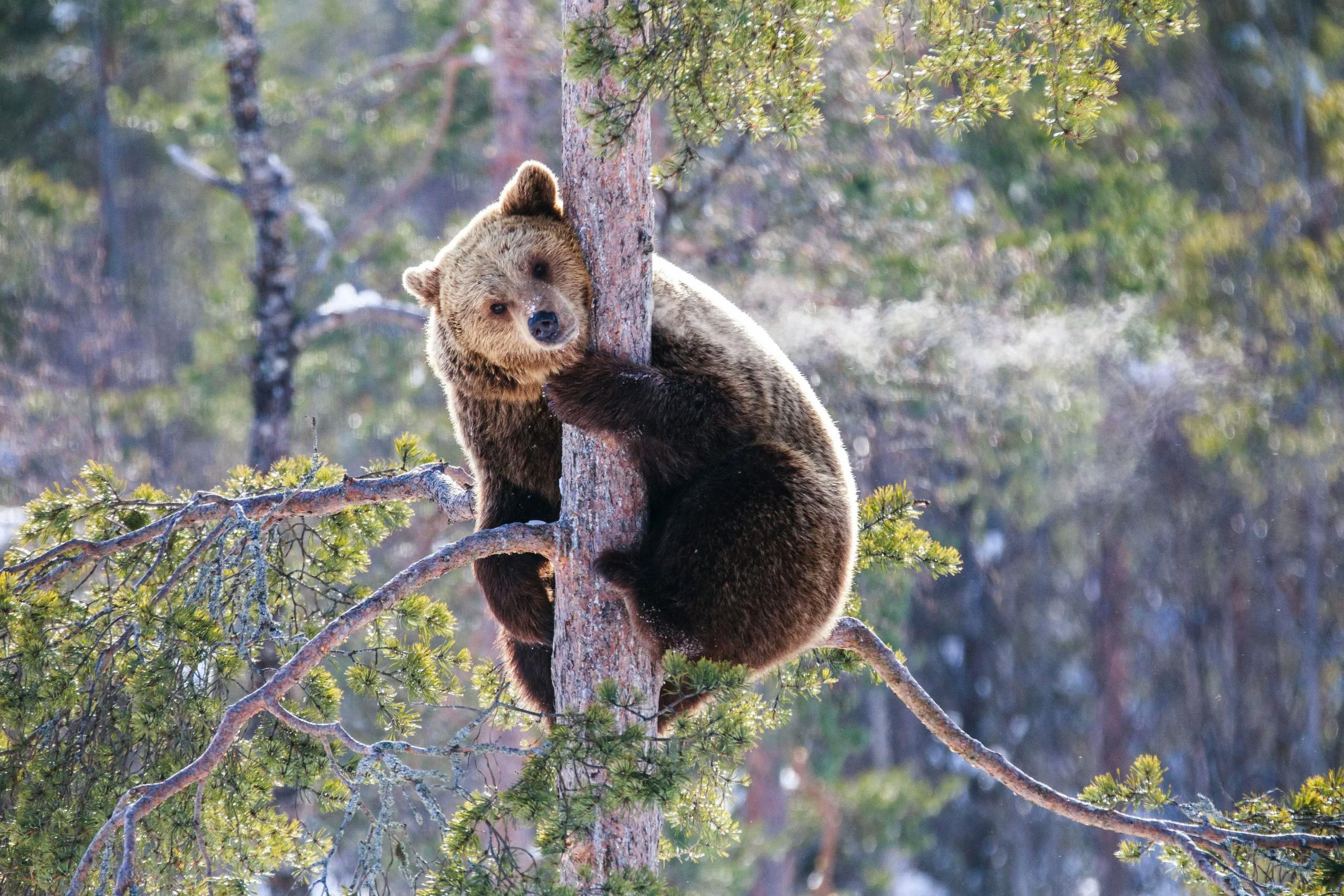 Tapaa jääkarhu ja muut pohjoisen eläimet Ranualta!