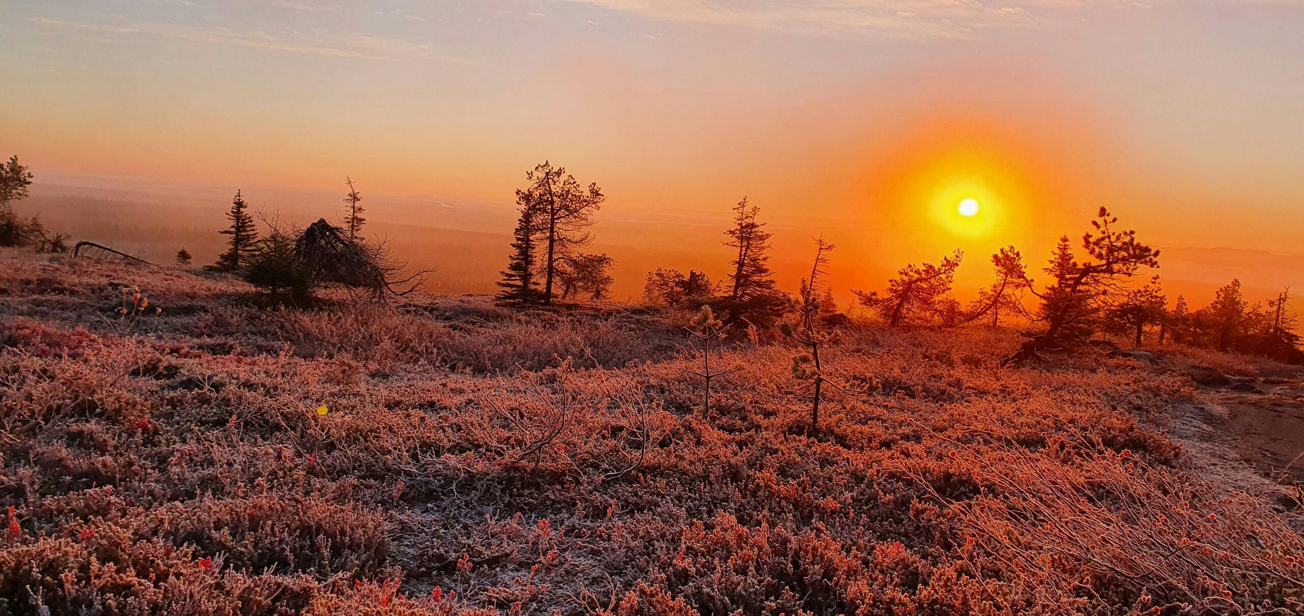 Riisitunturin päiväretkellä voidaan nähdä upea oranssi maisema.