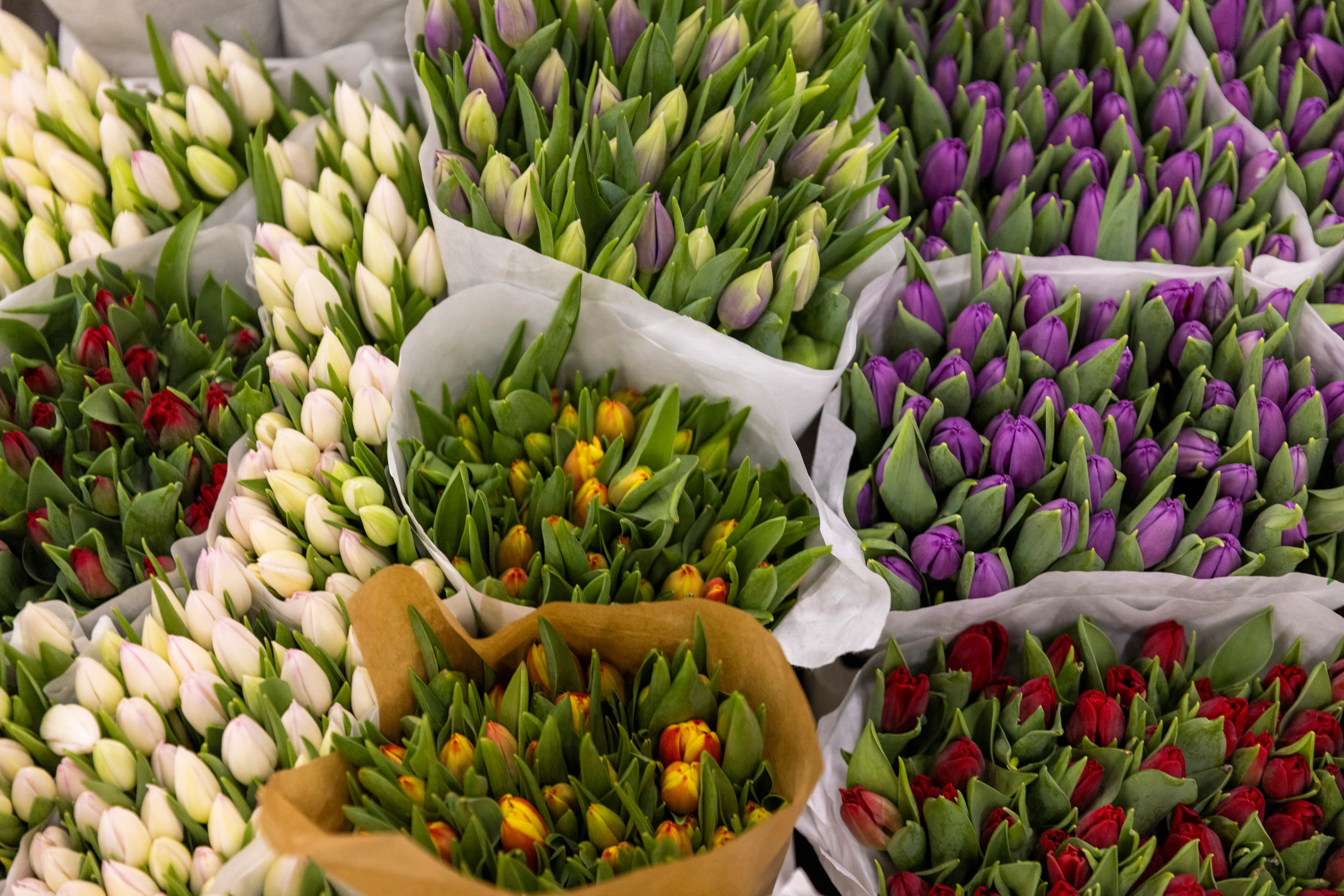 Värikkäät tulppaanit Kevätmessuilla.