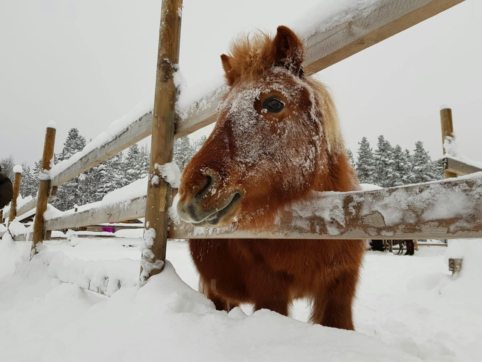 Poniratsastusta lapsille Äkäslompolossa.