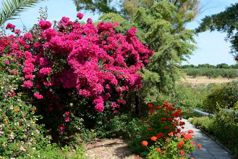 Bougainvillean kukat.