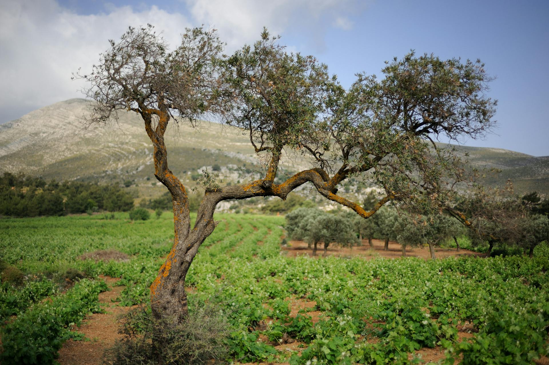 Oliivipuu viinitarhassa.