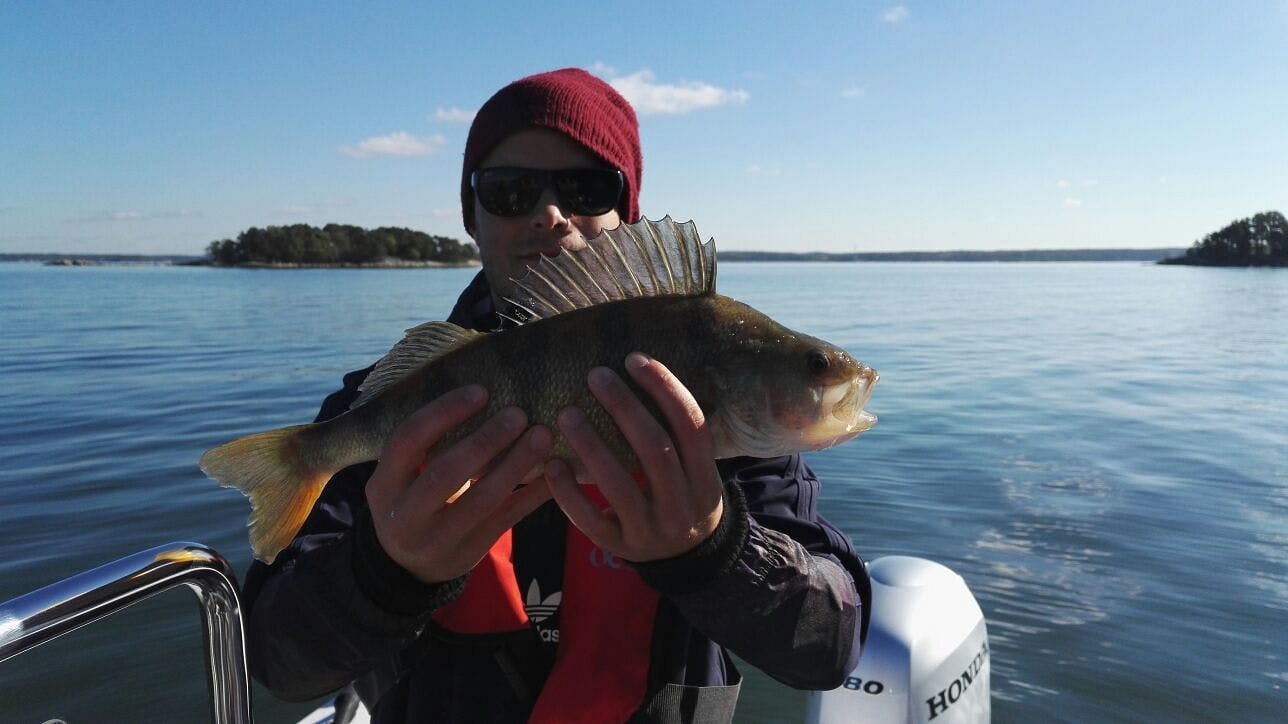 Fishing Patrolin järjestämällä kalastusretkellä saatu iso ahven.