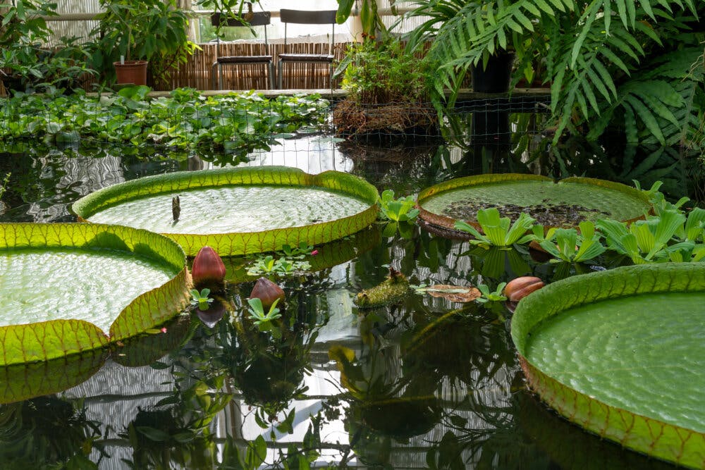 Mahtavat jättilumpeet, Turun Yliopiston kasvitieteellinen puutarha