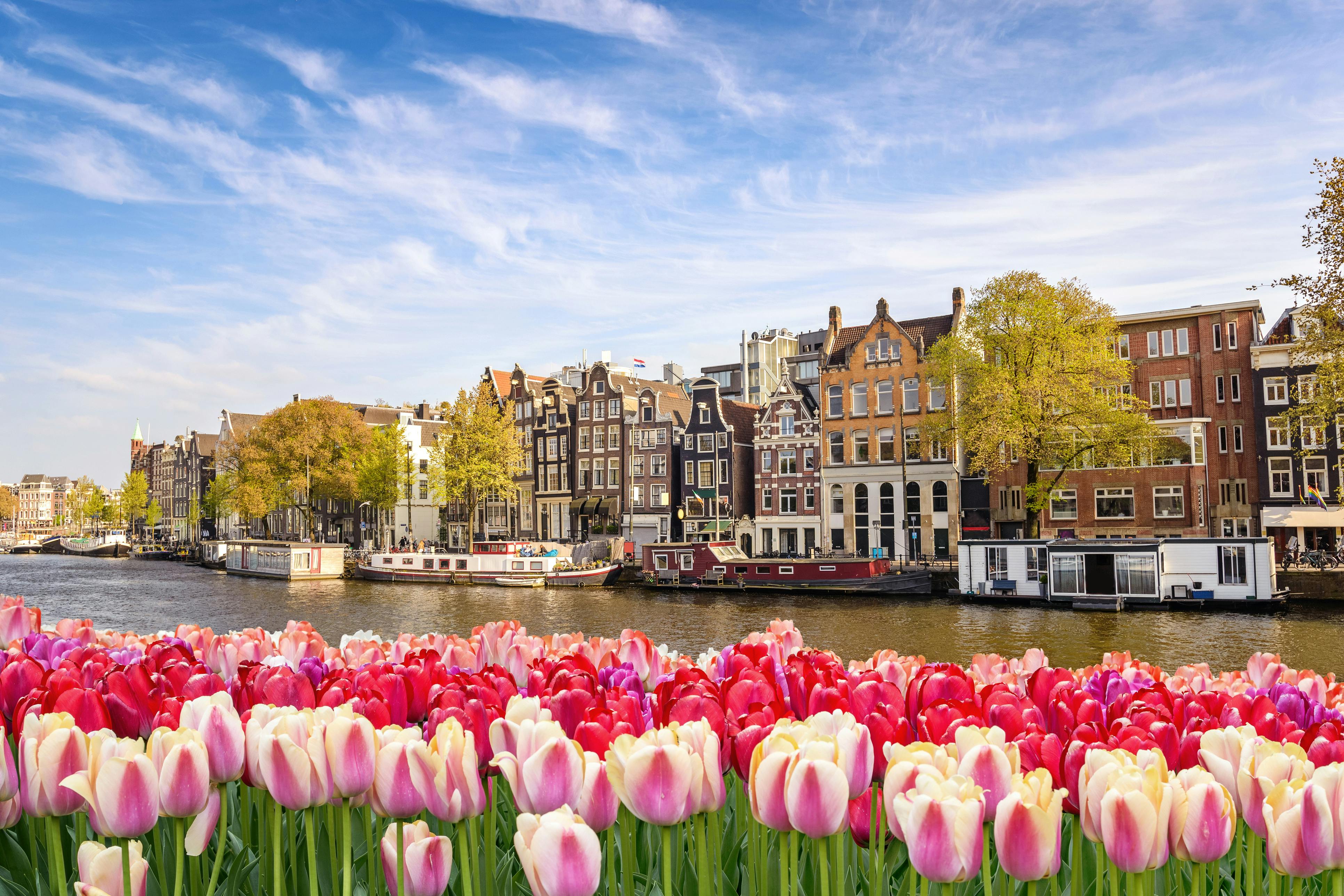 Näkymässä Amsterdamin kanaali, värikkäitä taloja ja punaisia tulppaaneita.