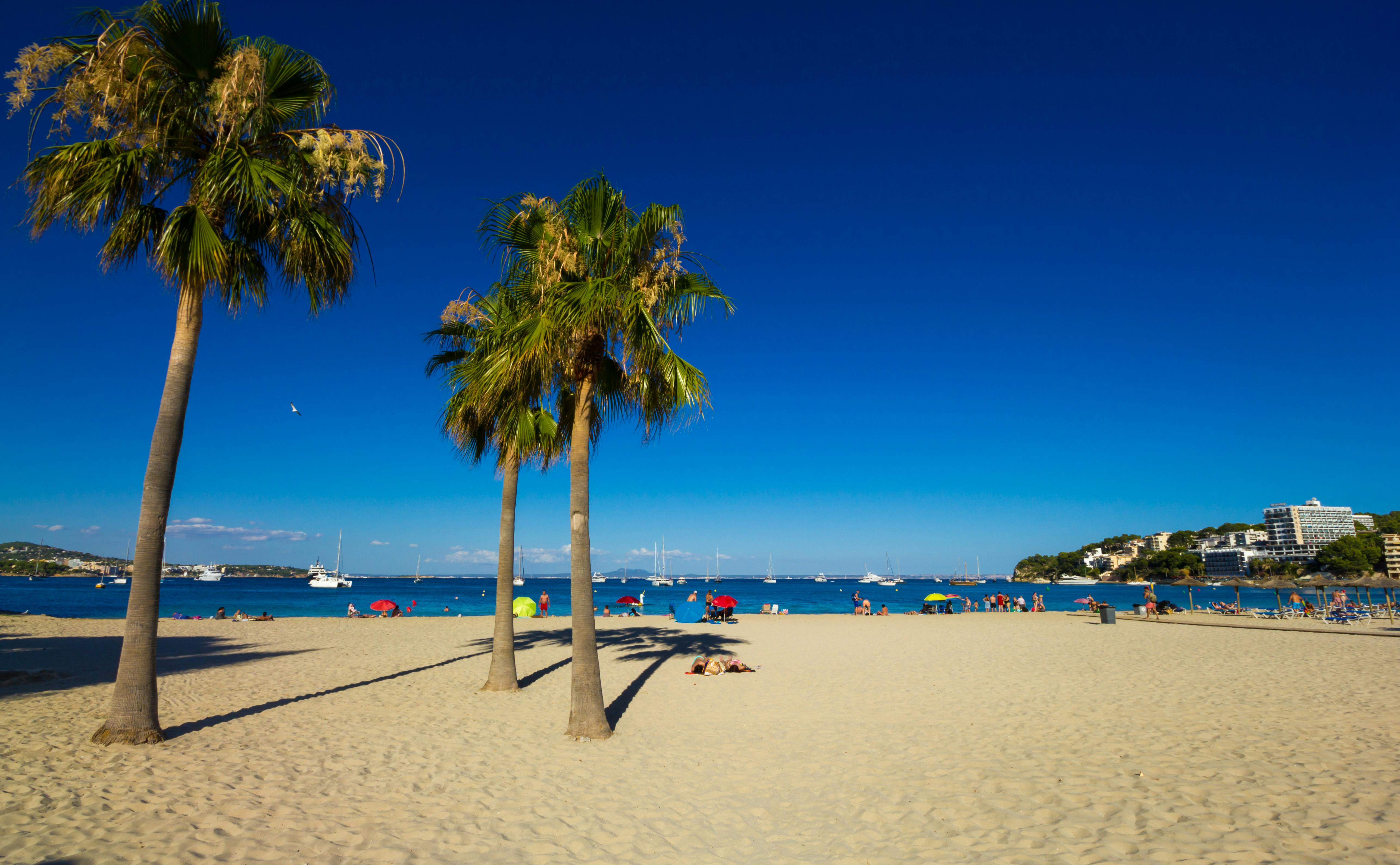 Rantanäkymä Palma Novan rannasta jossa palmupuita