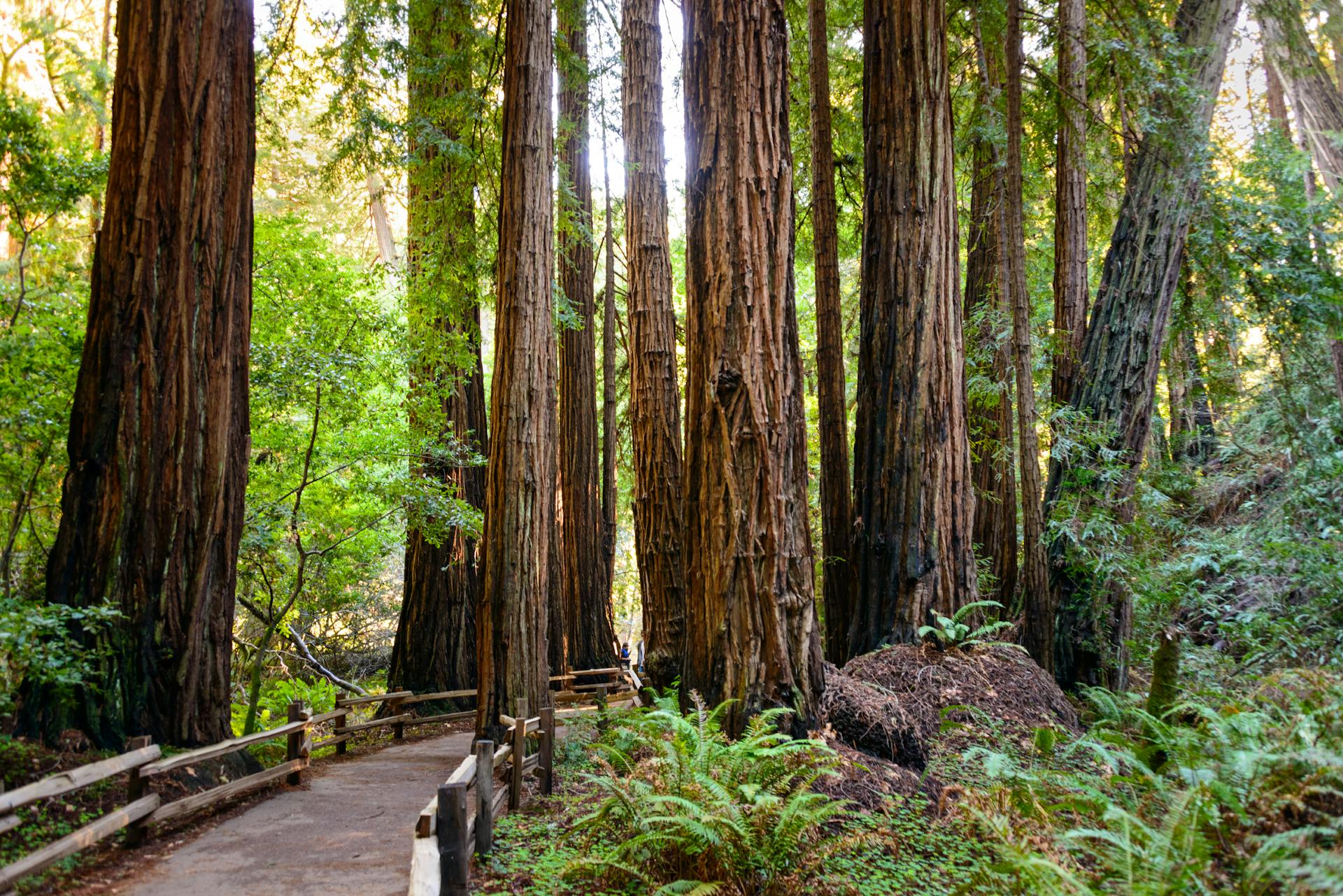 Luonnonsuojelualue Muir Woods National Monument puistonäkymää