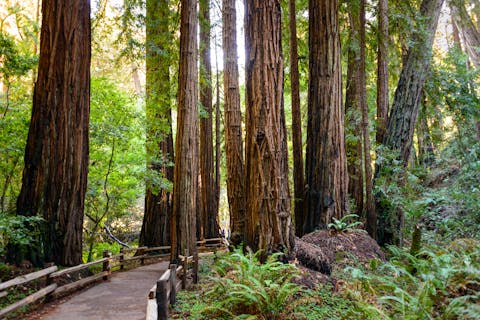 Luonnonsuojelualue Muir Woods National Monument puistonäkymää