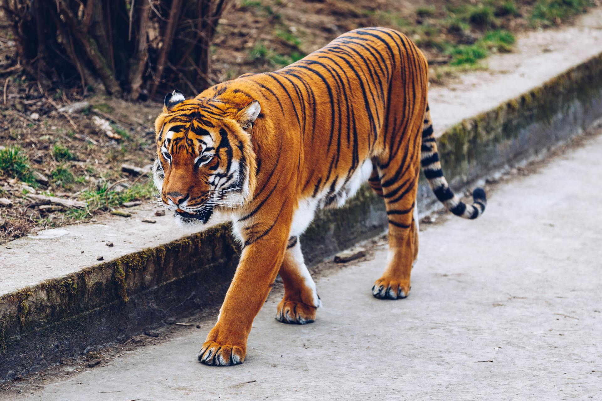 Prahan eläintarhan Tiikeri