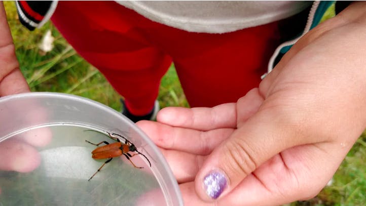 Learning different animals with Naawa Nature